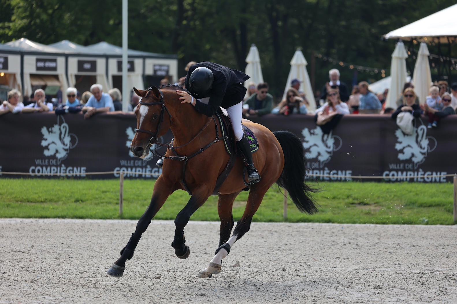 Caresse pour Catch Boom Bang après sa troisième place dans le Grand Prix 3* de Compiègne Classic.