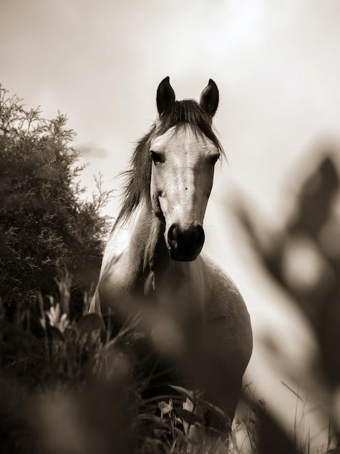 Un propriétaire doit toujours veiller à se renseigner sur la personne en charge de la responsabilité d’un cheval vivant au pré, seul ou avec un congénère.