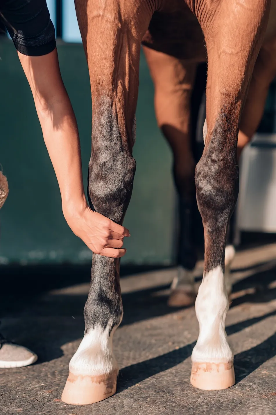 Pour prévenir l’apparition d’une tendinite, un suivi régulier et une observation quotidienne des membres sont primordiaux.