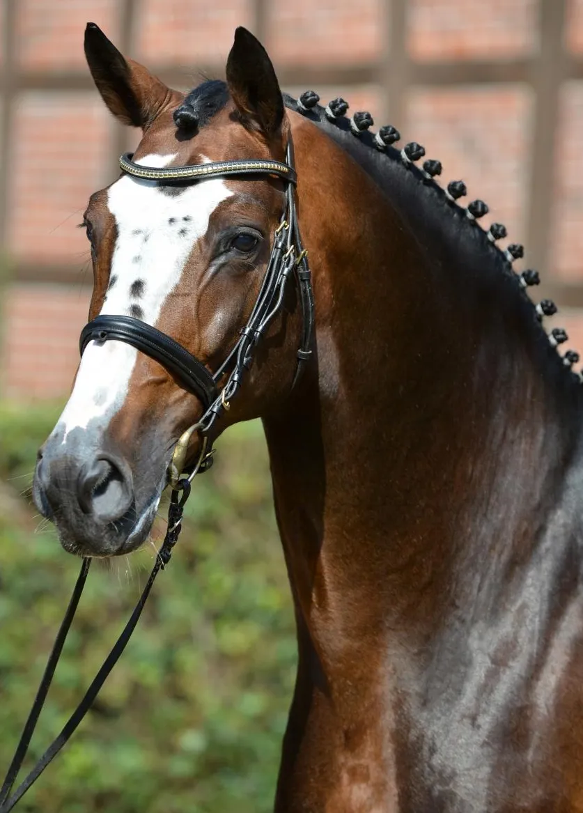 Balou du Rouet