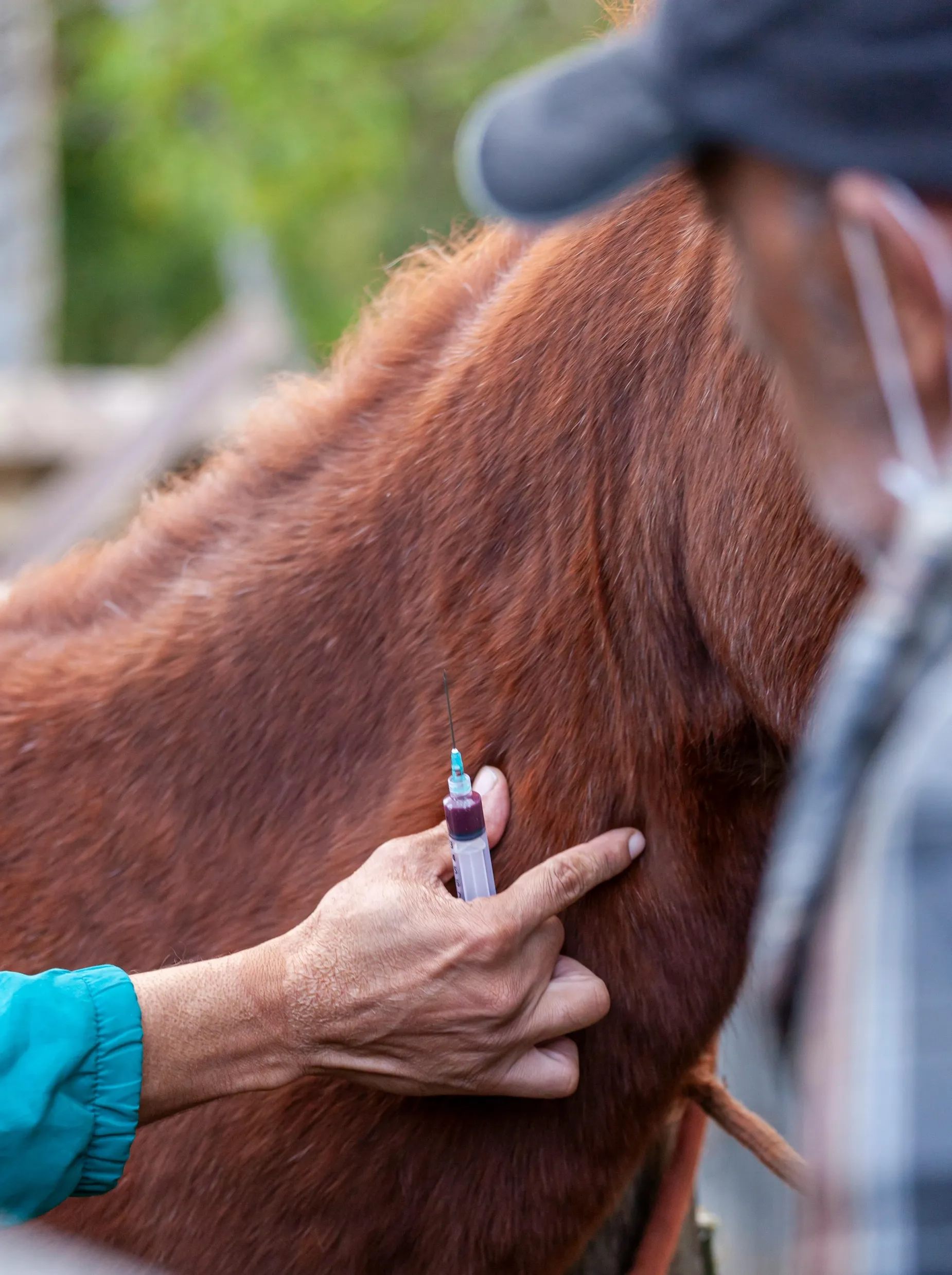 La garantie dite frais vétérinaires, qui prend en charge les soins résultant d’une maladie, d’un accident ou d’une chirurgie, est la plus recherchée par les assurés en raison de son poids économique.