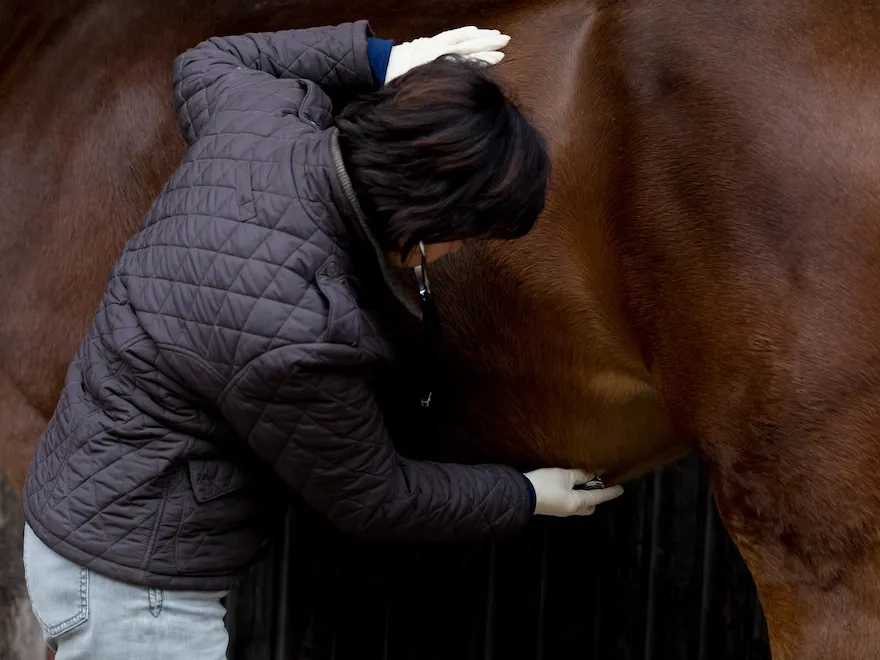 Prévenir les ulcères passent aussi par des contrôles vétérinaires réguliers.