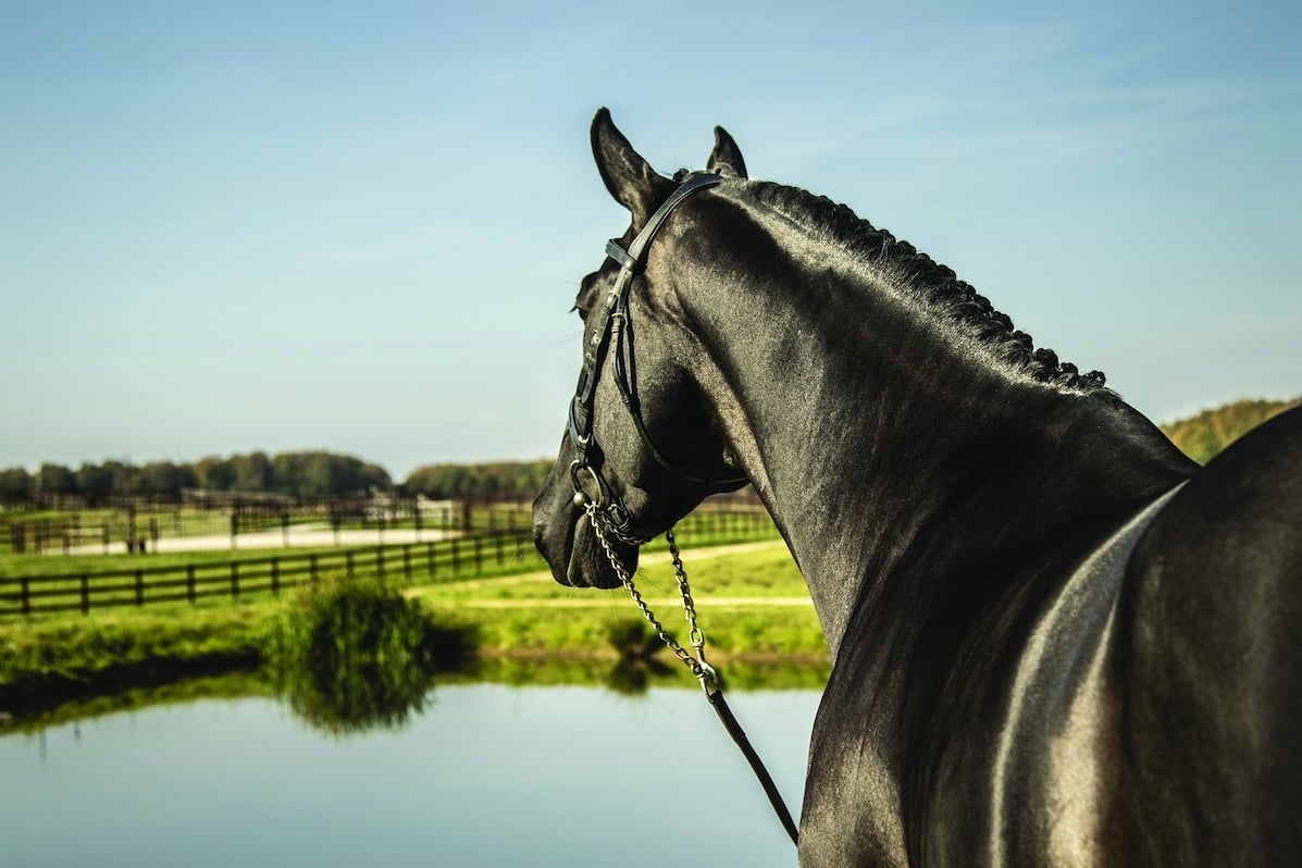 Darkhorse Brimbelles au haras d'Authuit