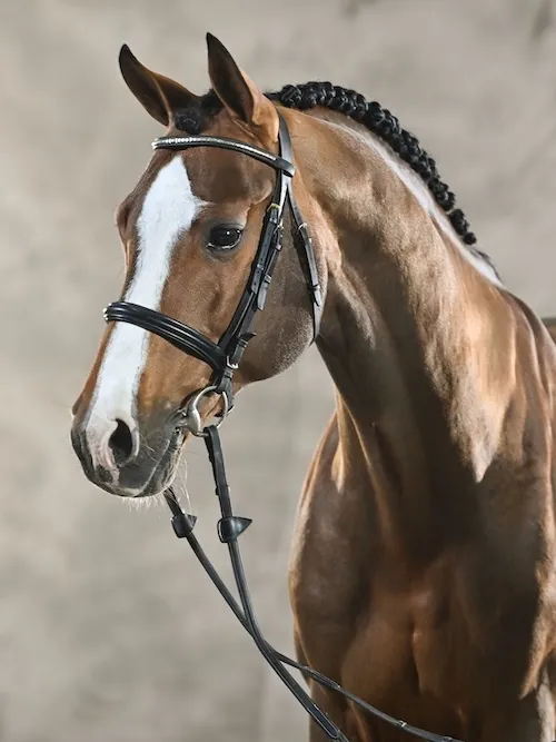 Cascadello I est un étalon prometteur pour la jumenterie française.
