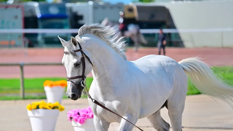 Ekano DKS est un étalon plein de promesses.