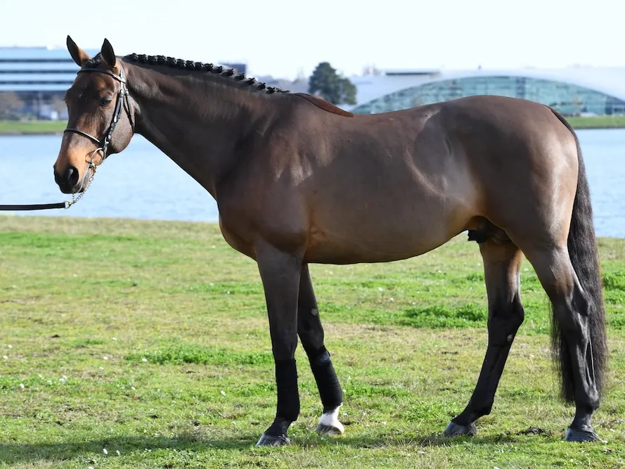 Orient Express*HDC fait l'objet du focus Étalon ce mois-ci.