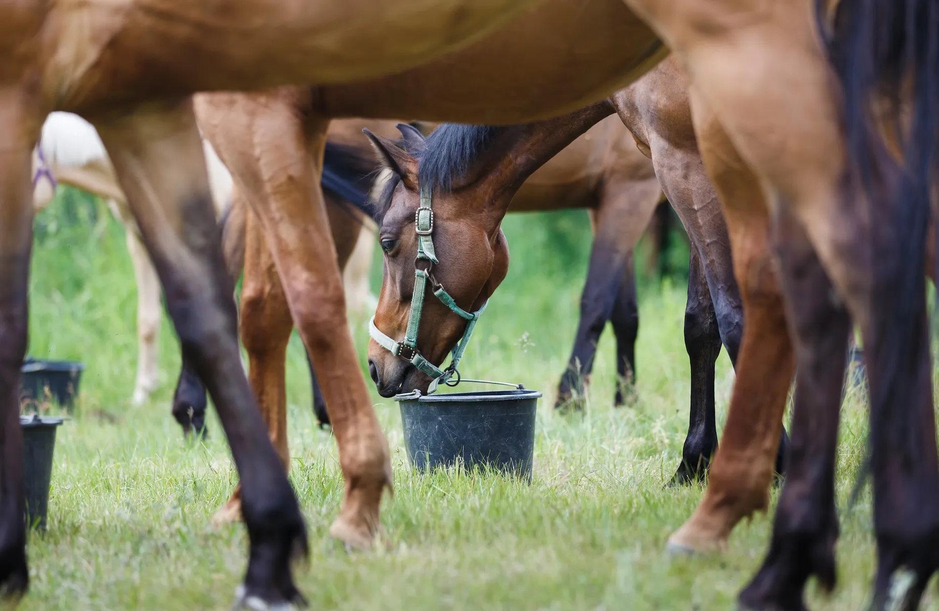 Complémenter les chevaux avec des produits dédiés peut améliorer leur résistance aux parasites.