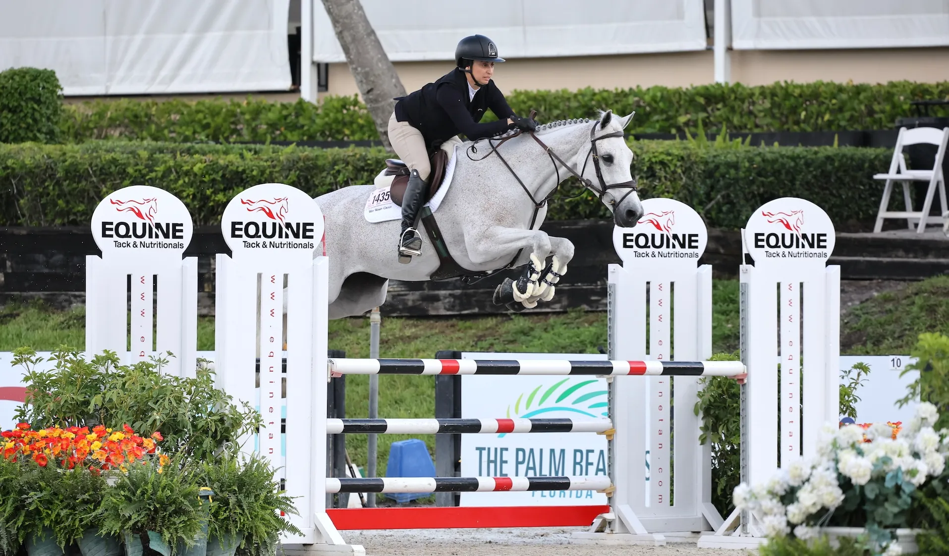 La grise par Mylord Carthago a pris ses marques avec sa nouvelle cavalière à Wellington, en Floride. 