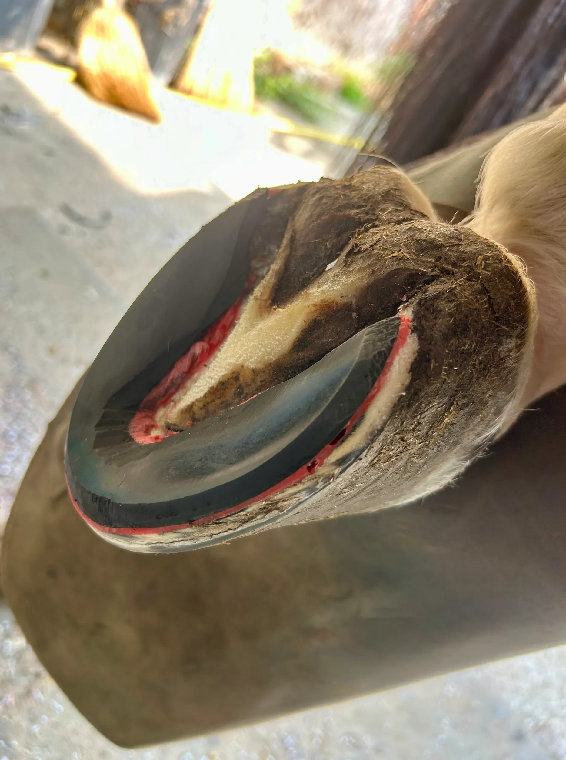 S’éloignant du modèle traditionnel du fer, les plaques en caoutchouc sont désormais des alternatives d’amorti et de confort, pour un fonctionnement plus libre du pied.