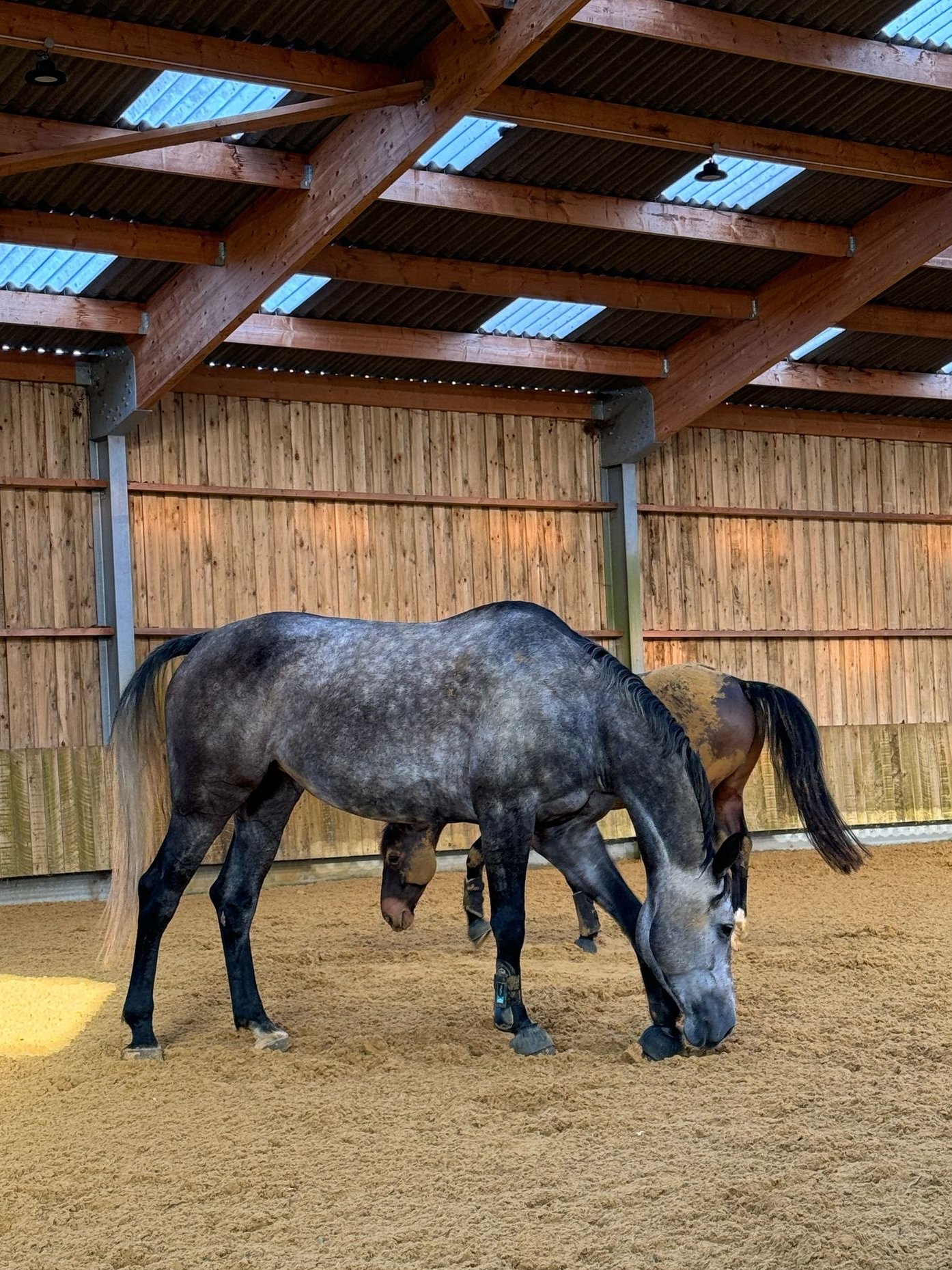 “Gérer un cheval requiert du temps, une attention quotidienne et des moyens financiers conséquents pour assurer sa santé et son bien-être”, rappelle Éric Louradour.