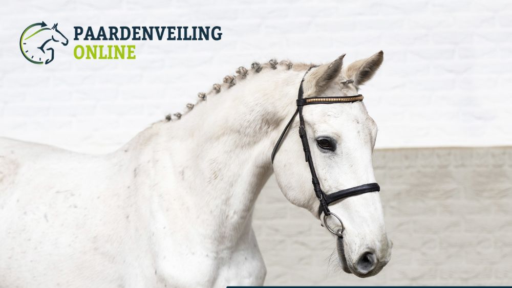 Poulinières, embryons et paillettes pour la vente aux enchères Paardenveilingonline.com, du 22 au 25 février. Retrouvez les souches de Fragrance de Chalus, Ratina Z ou encore Cold As Ice Z !