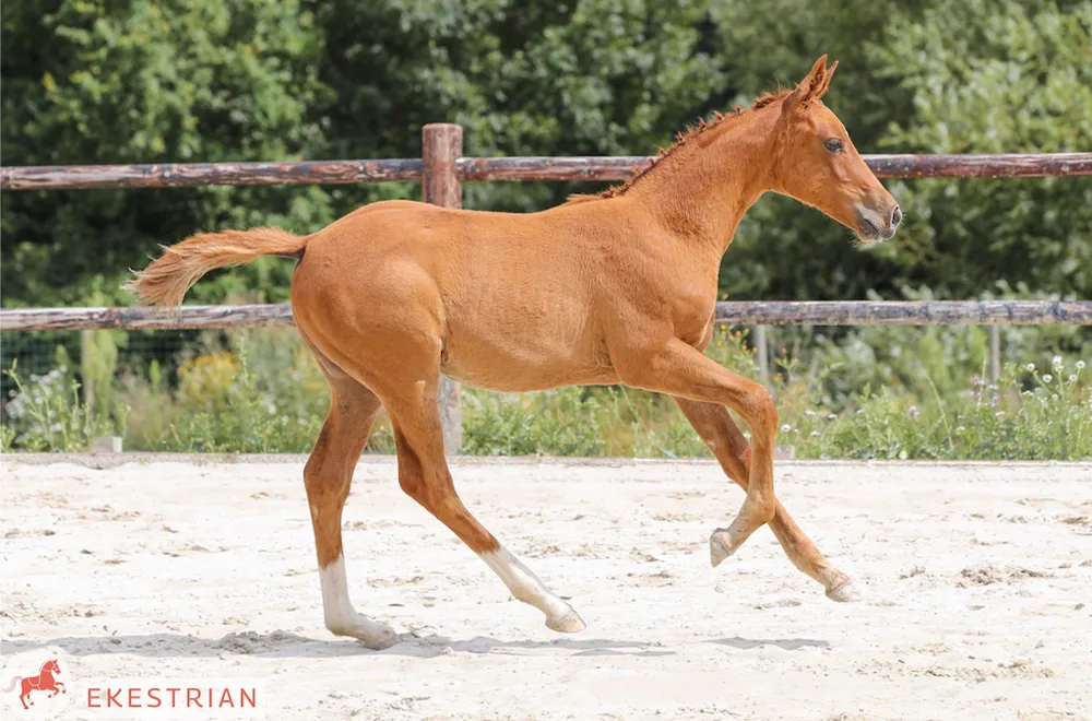 La vente 3-en-1 Ekestrian Saut d'obstacles et Dressage
