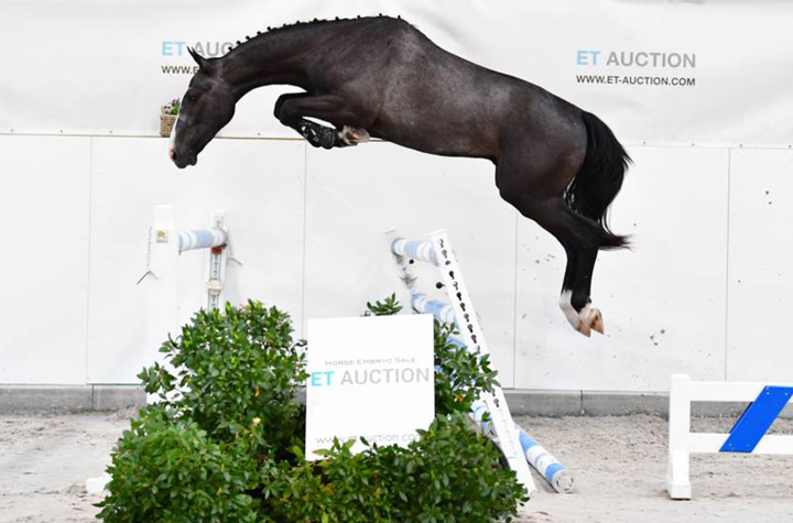 ET Auction - Collection en ligne - Pre Summer Foal & Young Horse Edition