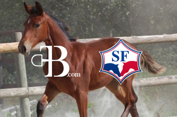 Le stud-book Selle Français s'associe à The Best Horses pour ses prochaines ventes