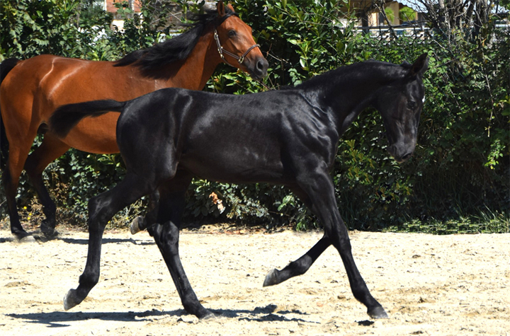 Rentrée réussie pour les ventes Ekestrian