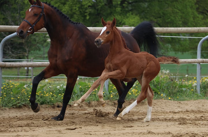 ventes Elite Ekestrian de saut d’obstacles