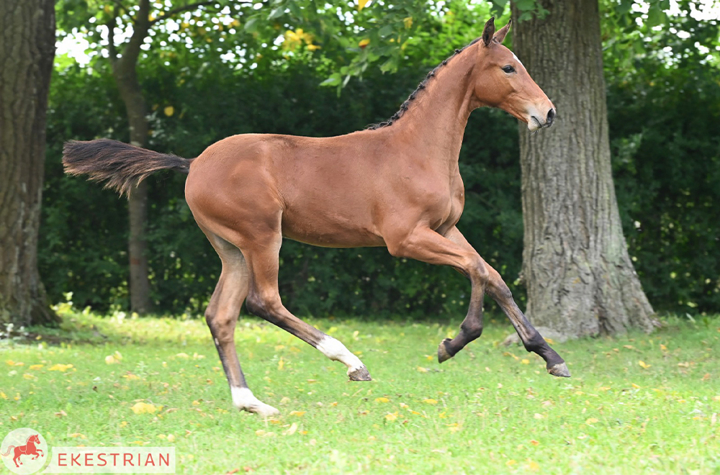 prochaines ventes Elite Ekestrian
