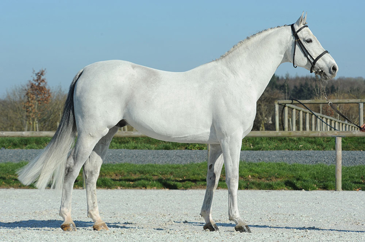 Malito de Rêve au haras de Numénor en 2021