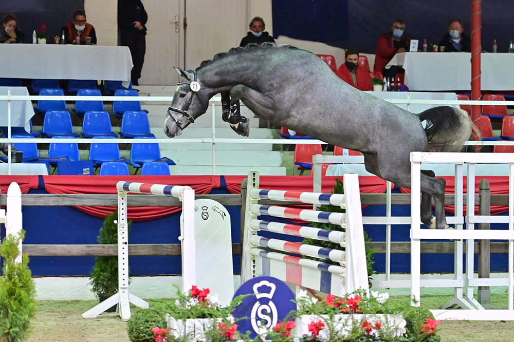 La famille Nijhof investit dans Commil Champ Z