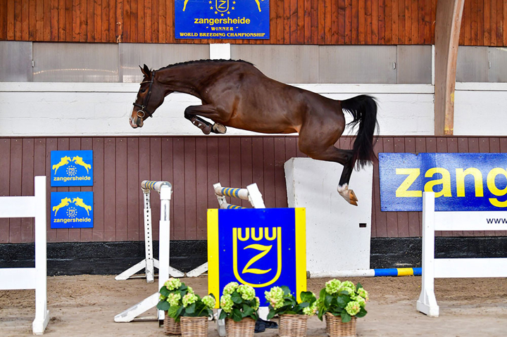 Loyalty HX, record de la Zangersheide Auction.