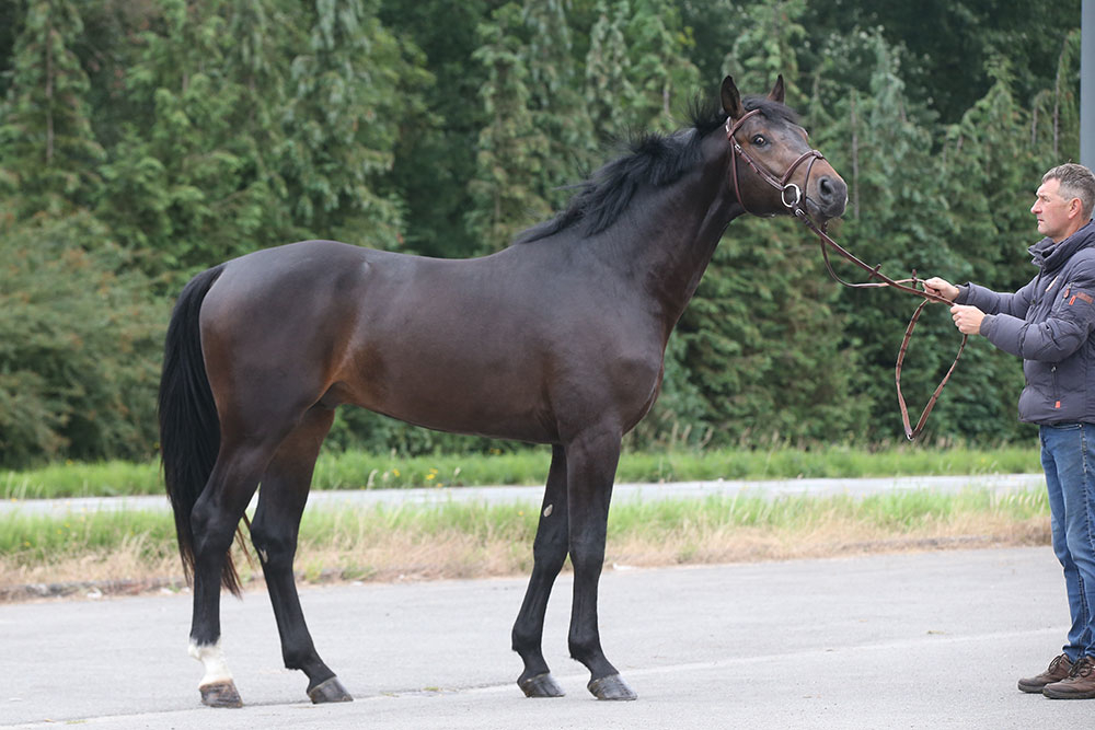 Pegase van't Ruytershof, BWP Young Stallion Award