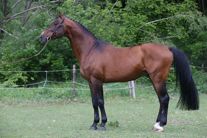 Lizarazu au Haras du Hasard