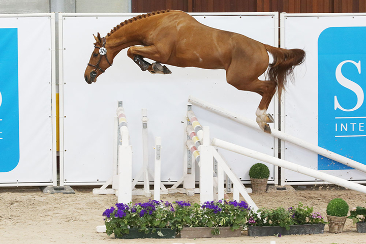 Junior du Seigneur chez Edward Levy