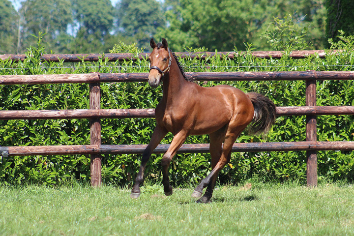 Le haras des Coudrettes 