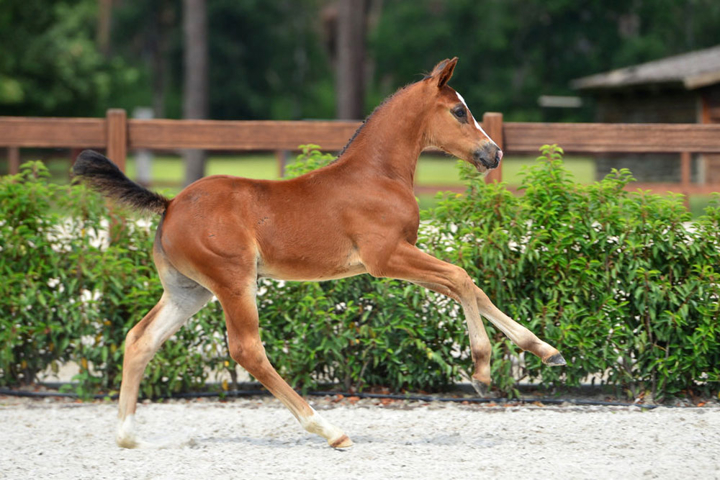 Z Foal Online Auction