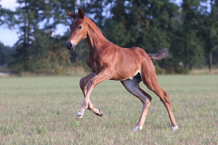 Chacana Hero, top price de la Quality Auction.