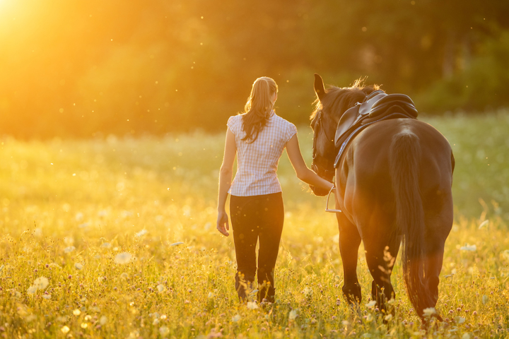 Pas d’exception, tous les chevaux sont concernés par les ulcères