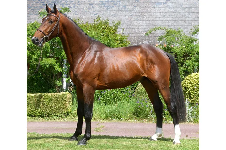 Dandy DK Z