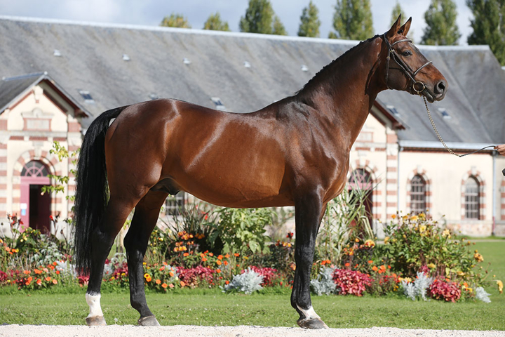 Armitages Boy au haras de Talma en 2022 !