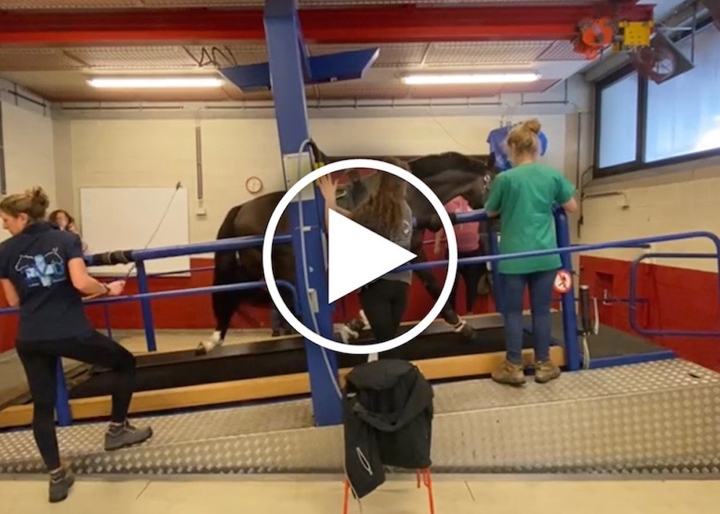 À quoi ressemble le test d’effort des chevaux belges pour les Jeux de Tokyo ?