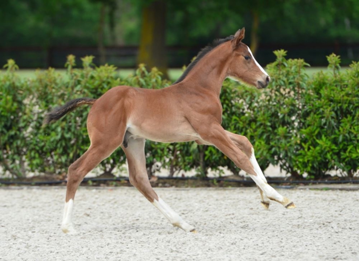 Top price pour un fils de All Star à Zangersheide.