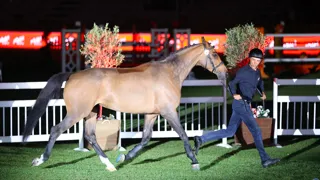 Comme La Theyss, top price de la soirée, a été adjugée à 330.000 euros.