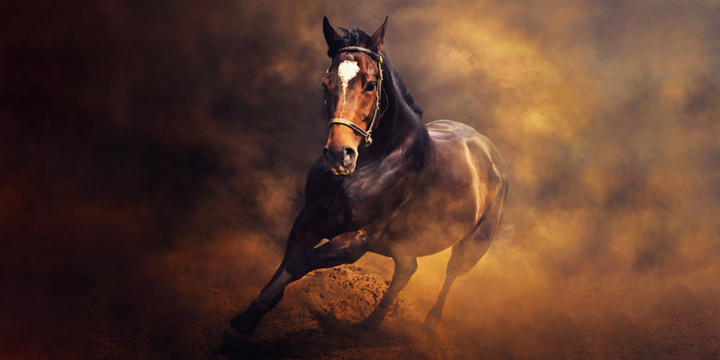 Contre l’asthme : optimiser le cadre de vie de son cheval