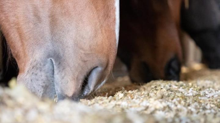 “Faut-il supprimer l’amidon de l’alimentation de nos chevaux ?”, Anne-Gaëlle Goachet, docteure en nutrition équine