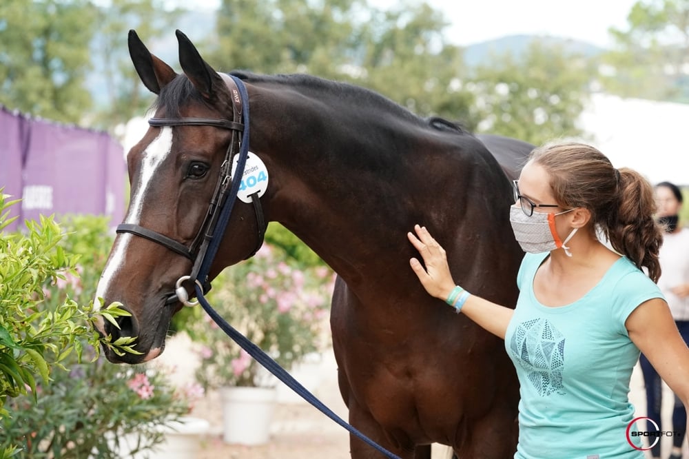 Quels soins apporter au cheval de haut niveau ?