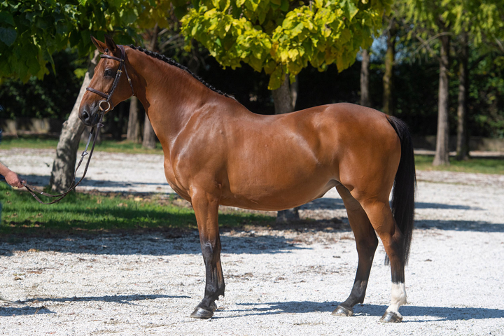 Un record du monde et de beaux top price pour les adieux du Stud Hero