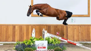 Voor €50.000 ging Glock’s Tamberlin onder de veilinghamer