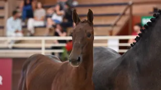 Doriana van de Bisschop de Trasserra est la pouliche de l’année la mieux vendue de la première soirée des ventes Élite Fences