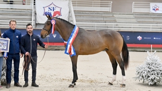 Mickaël Varliaud, l’homme à la tête du colossal élevage de Riverland, pose ici à gauche de Junesco de Riverland, sacré champion Selle Français des mâles de deux ans en 2021.