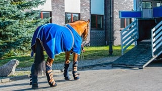 Le transport de chevaux est au cœur d’enjeux sanitaires et de bien-être actuellement en discussion en France et en Europe.