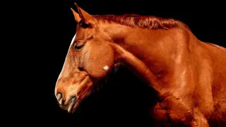 Le RESPE lance un appel à la vigilance renforcée concernant la rhinopneumonie et la grippe équine