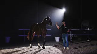Hier, Kelmage Kalone a été adjugé à 1,1 million d'euros, établissant un nouveau record pour les ventes Fences