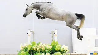 De dochter van Kasanova de la Pomme was de veilingtopper van de avond