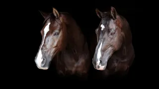 Les champions olympiques Valegro et Uthopia auront vécu la plus grande partie de leur existence ensemble.