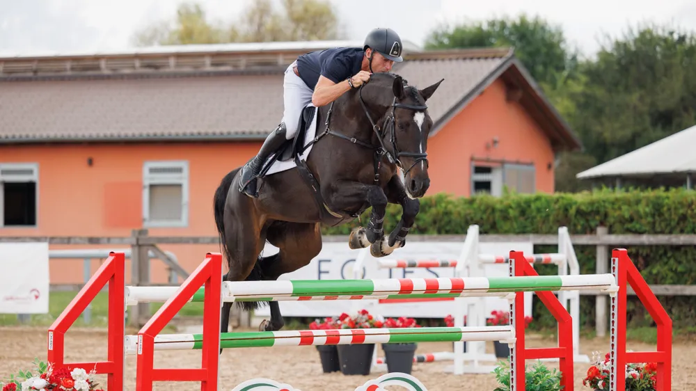 Equest Auction, vente aux enchères de chevaux de saut d'obstacles allant des jeunes aux espoirs de Grand Prix