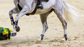 La FEI conseille aux vétérinaires de ne pas retarder ou suspendre le traitement des chevaux qu’ils considèrent comme exposés aux risques de la piroplasmose.